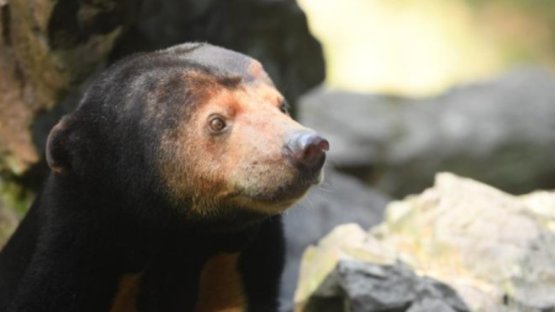 Sun bears attract tourists at Hangzhou Zoo