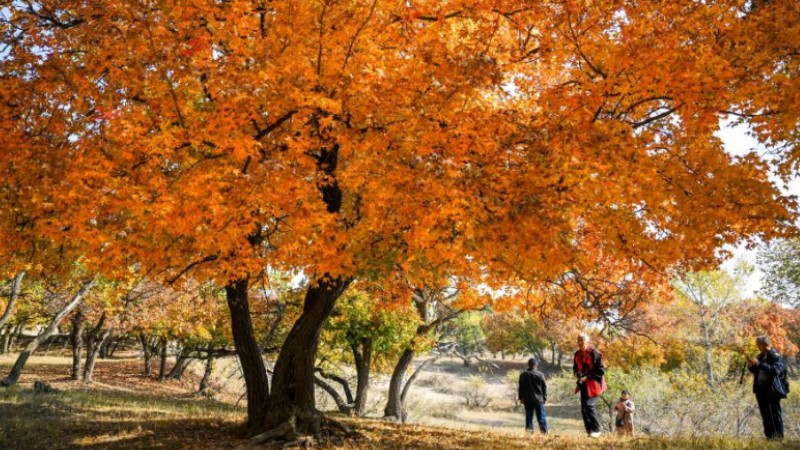 Autumn scenery of forest park in N China's Inner Mongolia