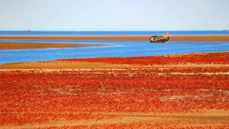 Dramatic view of crimson wetland in Shandong