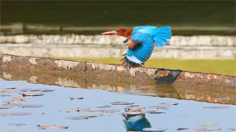 White-throated kingfisher spotted at a park in SE China's Xiamen