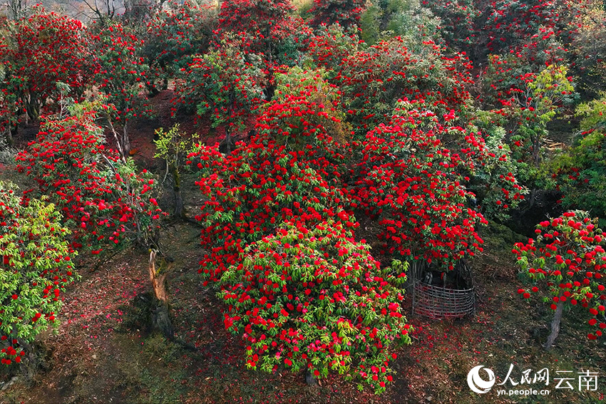 In pics: Azalea flowers bloom in village of SW China's Yunnan