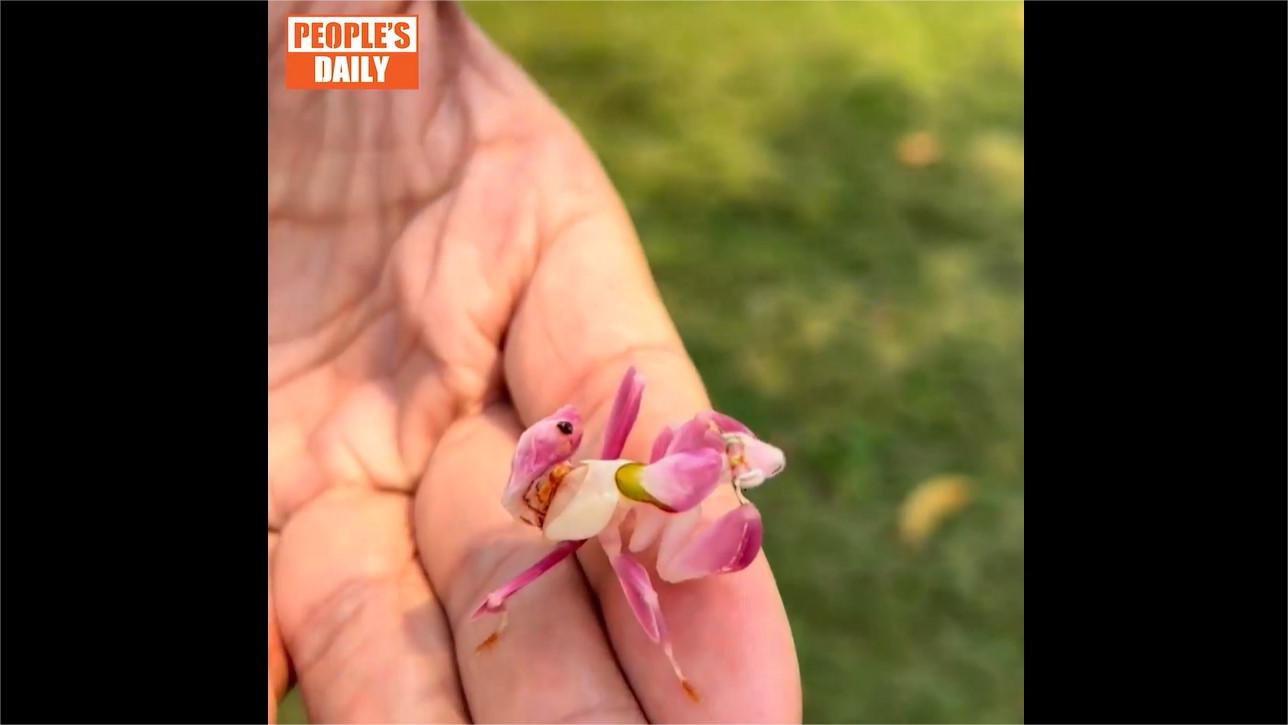 Walking flower mantis spotted in SW China