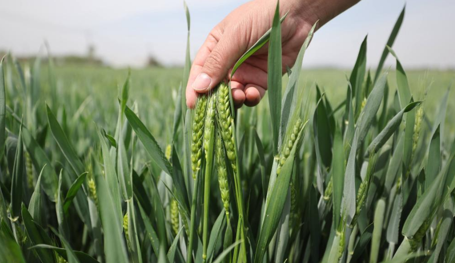 Spring farming in full swing during Grain Rain