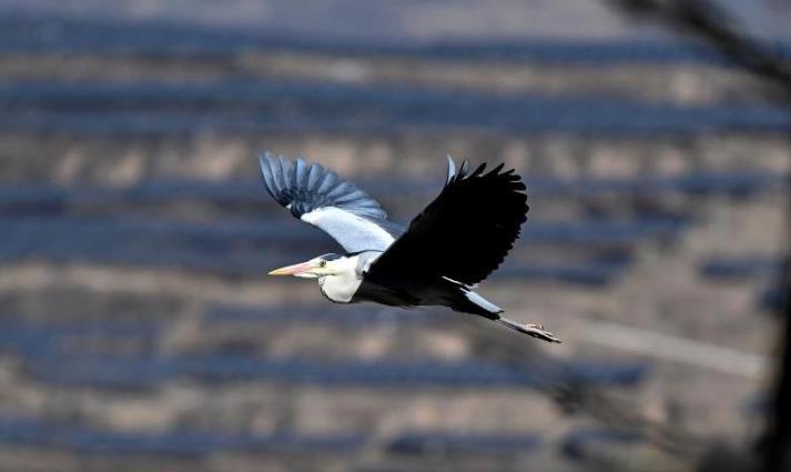 Nature's symphony: Herons in flight