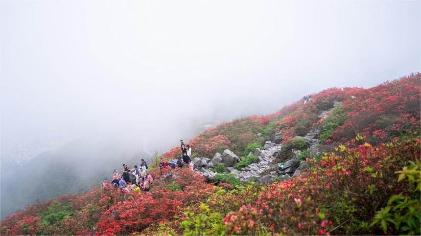 Azalea flowers attract tourists in SW China's Guizhou