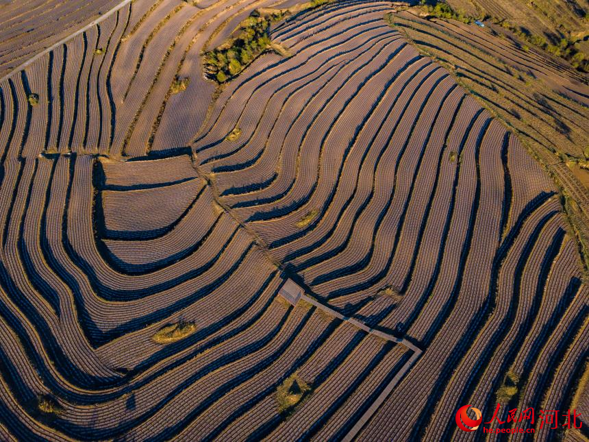 White plastic mulch shimmers in the sunlight like waves in terraced fields in Chaoyangwan township, Weichang Manchu and Mongolian Autonomous County, Chengde city, north China's Hebei Province. (People's Daily Online/Zhou Bo)
