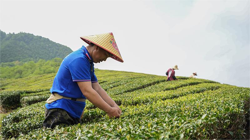 Tech facilitates thriving tea industry in Dongzhi, E China's Anhui