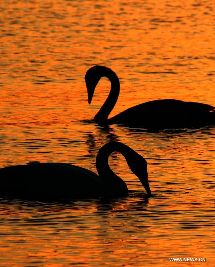 Swans are seen in the Rongcheng state swan nature reserve in Rongcheng City, east China's Shandong Province, Nov. 9, 2012. More than 1,000 swans have flied to the Rongcheng nature reserve to get through this winter. (Xinhua/Lin Haizhen)
