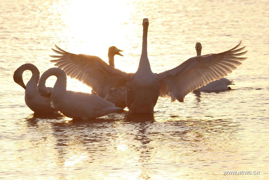 Swans are seen in the Rongcheng state swan nature reserve in Rongcheng City, east China's Shandong Province, Nov. 9, 2012. More than 1,000 swans have flied to the Rongcheng nature reserve to get through this winter. (Xinhua/Wang Fudong)