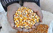 Shanxi's grain production to hit record high