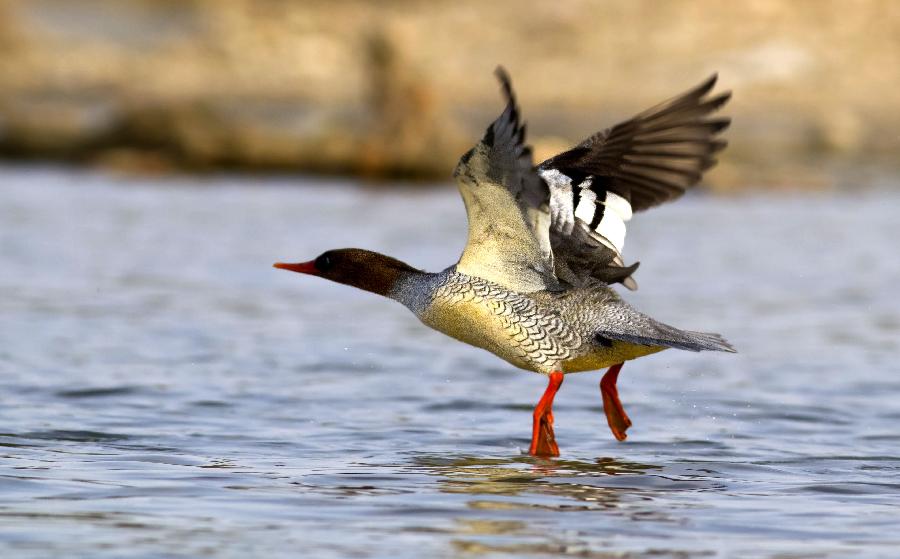A Chinese merganser flies over the Xiuhe River in east China's Jiangxi Province, Nov. 12, 2012. The bird inhabits in forest rivulets and morass, feeding on fishes and insects. It is endemic to China and has a very small number. (Xinhua) 