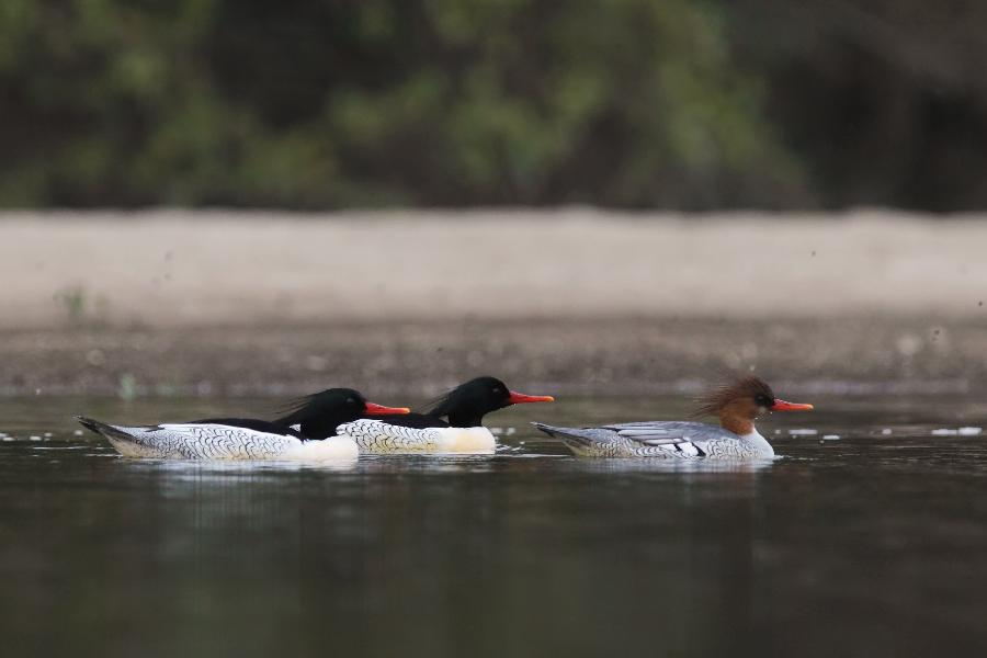 Chinese mergansers rest on the Xiuhe River in east China's Jiangxi Province, Nov. 12, 2012. The bird inhabits in forest rivulets and morass, feeding on fishes and insects. It is endemic to China and has a very small number. (Xinhua/Shen Junfeng) 