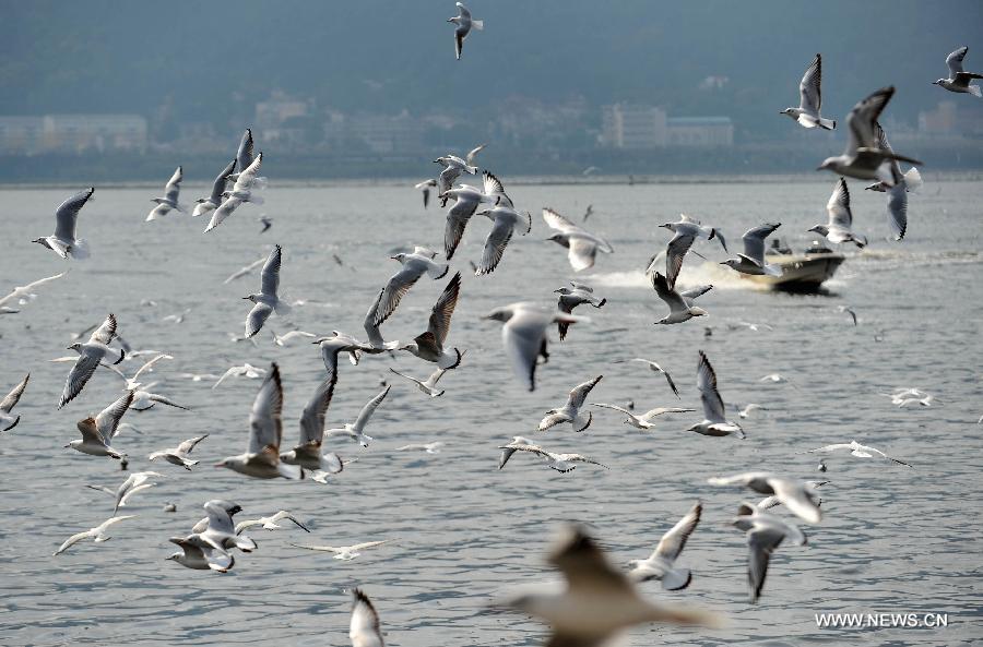 Black-headed gulls fly over the Dianchi Lake in Kunming, capital of southwest China's Yunnan Province, Nov. 16, 2012. Over 10,000 black-headed gulls from Siberia came to Kunming to spend the winter.(Xinhua/Lin Yiguang)  
