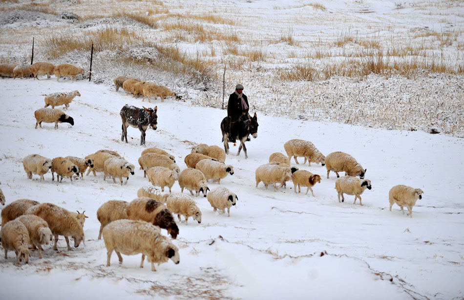 A herdsman and his sheep are seen in the Xilin Gol Grassland covered by heavy snow in China’s Inner Mongolia Autonomous Region on Nov. 10, 2012. (Xinhua/Ren Junchuan)