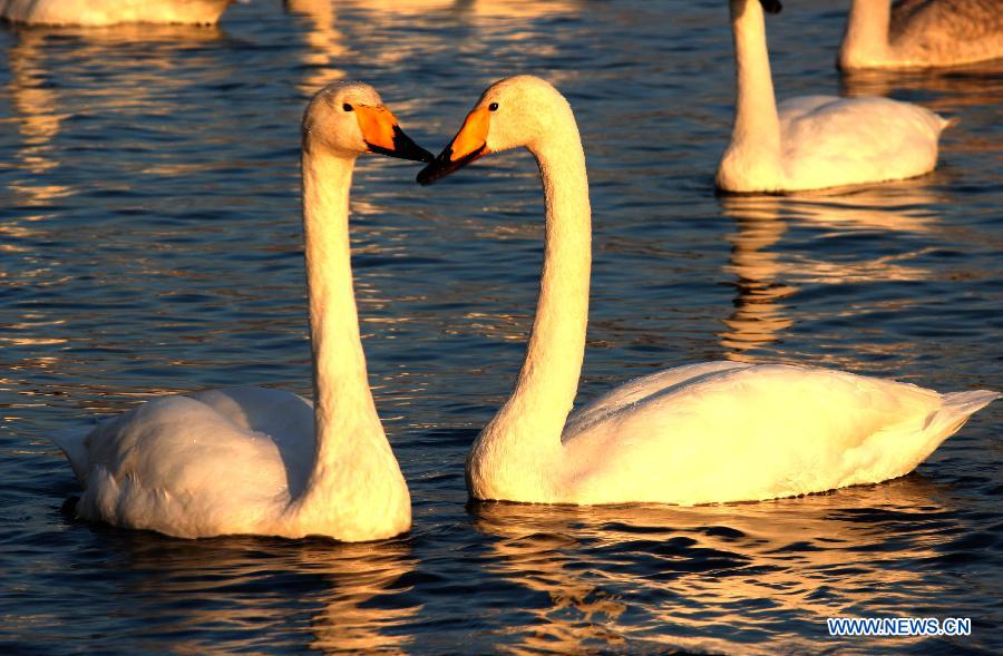 Whooper swans swim on a lake at Rongcheng National Nature Reserve in Rongcheng, east China's Shandong Province, Nov. 18, 2012. Thousands of swans chose to get through winter at the reserve. (Xinhua/Lin Haizhen) 