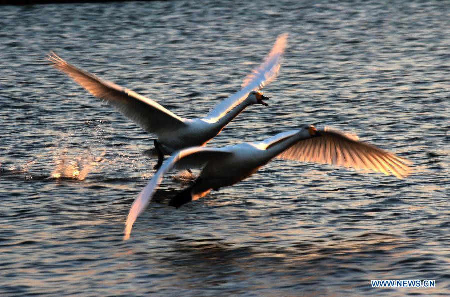 Whooper swans fly from a lake at Rongcheng National Nature Reserve in Rongcheng, east China's Shandong Province, Nov. 18, 2012. Thousands of swans chose to get through winter at the reserve. (Xinhua/Lin Haizhen) 
