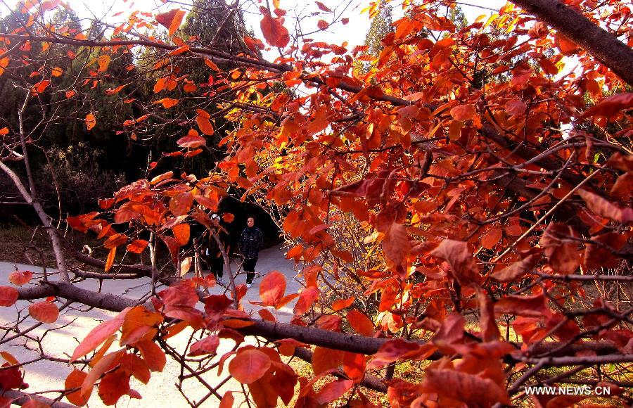 Citizens walk among trees with red leaves in Jinan, capital of east China's Shandong Province, Nov. 20, 2012. Leaves turned red recently in Jinan. (Xinhua/Xu Suhui) 