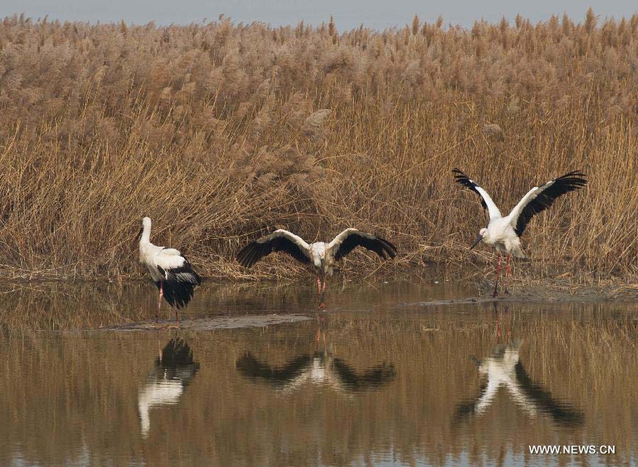 Three released oriental white storks fly at Beidagang Wetland Nature Reserve in Tianjin, north China, Nov. 21, 2012. A total of 13 oriental white storks were saved by a wild animal rescue and breeding agency in Tianjin after they were found poisoned since Nov. 11. They were released Wednesday after being treated. The oriental white stork is listed under China's highest level of animal protection, as only 2,500 to 3,000 of them currently exist in the country. The species, which usually reproduces in the northeast, migrate south for winter, and the Beidagang Wetland is an important habitat along their migratory route. (Xinhua/Yue Yuewei)