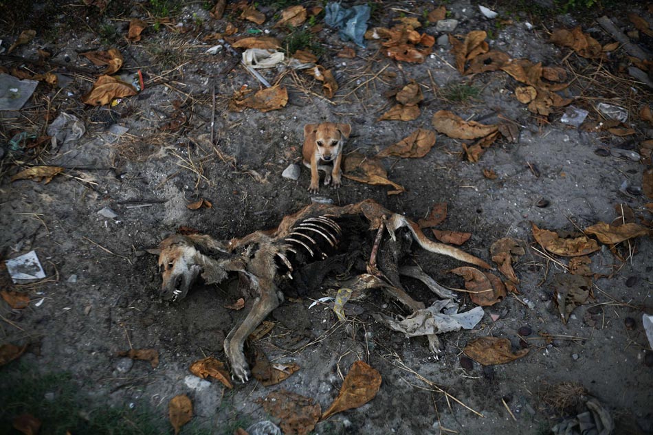 Mum: A dog sits beside his mother’s dead body and is not willing to leave, in White Pugh, Myanmar on Nov.6, 2012. (Xinhua/Reuter)