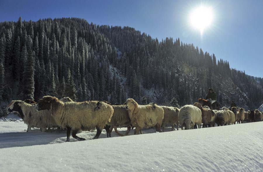 Herders and their sheep flock head for a winter pasture in Bayingolin Mongol Autonomous Prefecture, northwest China's Xinjiang uygur Autonomous Region, Nov. 21, 2012. Many herders to the north of the Tianshan Mountain are moving to winter pastures after a recent snowfall. (Xinhua/Jiang Wenyao) 