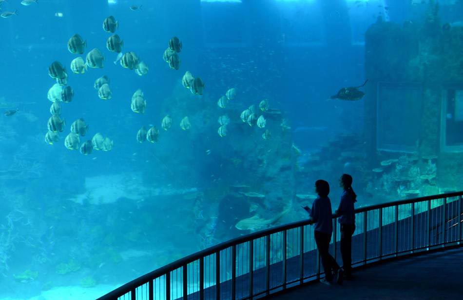 Two guests stand beside the open ocean habitat at the South East Asia aquarium, in Sentosa Resort World Marina Life Park in Singapore on Nov. 22, 2012. (Xinhua/AFP)