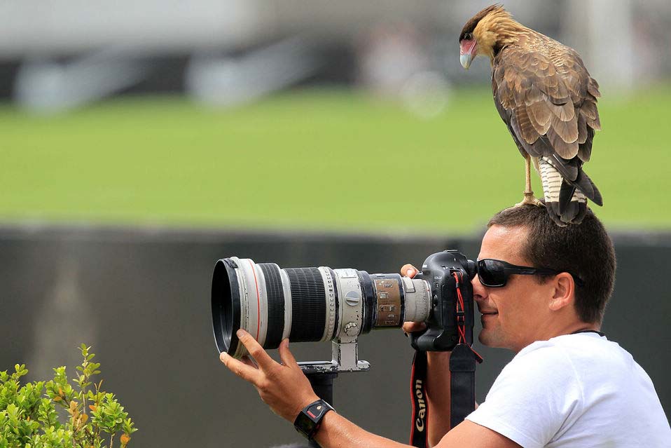 An eagle stays on top of the head of a press photographer in Rio de Janeiro Brazil on Nov. 17, 2012. (Xinhua/Sao Paulo News Service)