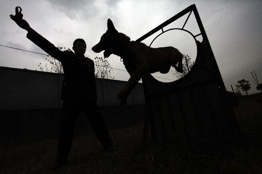 Police dog "Ba'er" receives the last training under guide of a dog handler before retiring from military service in Jiangsu Armed Police Corps in Nanjing, capital of east China's Jiangsu Province, Nov. 23, 2012. Five police dogs have to leave the corps as their term of military service is due. (Xinhua/Li Ke) 
