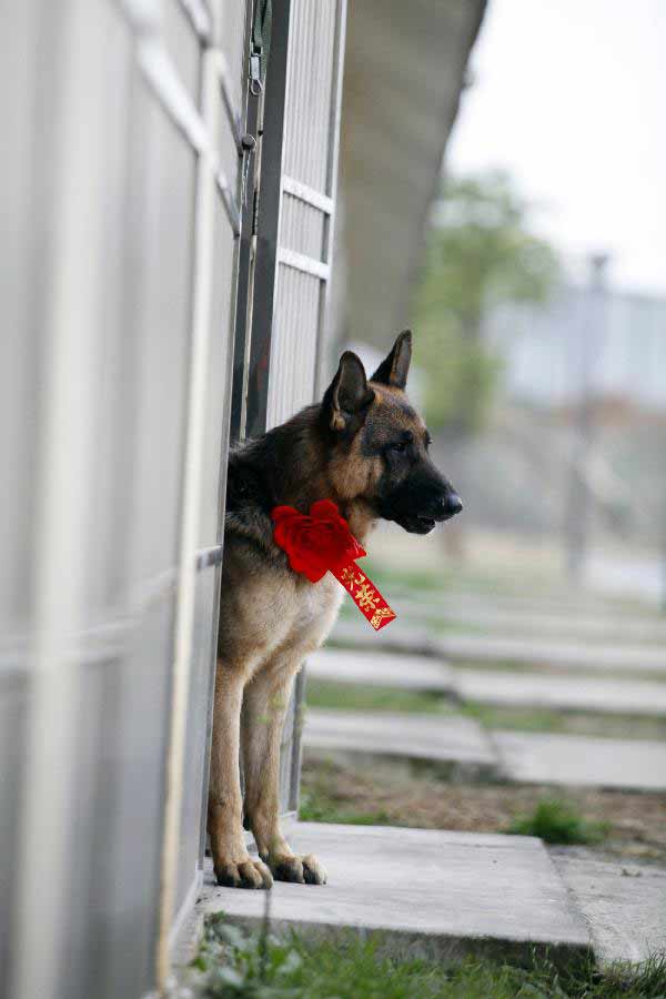 Police dog "Lightning" with its neck tied with a "glory" badge stands inside a door before retiring from military service in Jiangsu Armed Police Corps in Nanjing, capital of east China's Jiangsu Province, Nov. 23, 2012. Five police dogs have to leave the corps as their term of military service is due. (Xinhua/Li Ke) 
