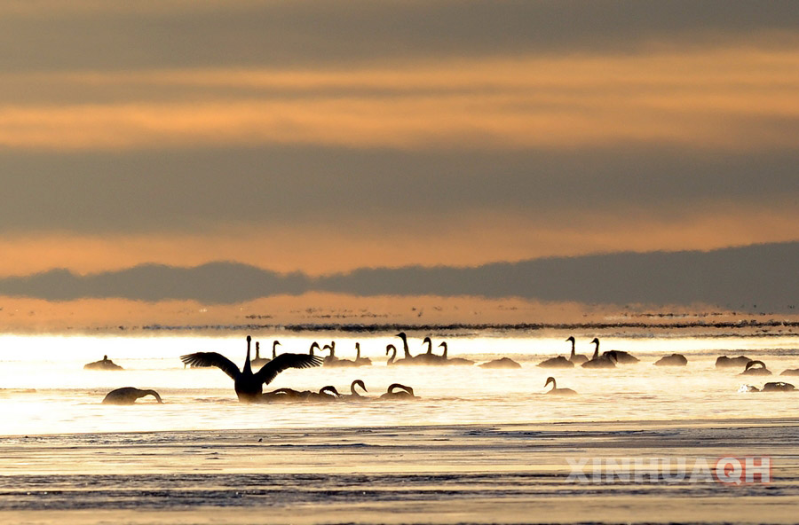 A group of swans rest beside the Qinghai Lake in northwest China's Qinghai Province. (Photo/Xinhua)