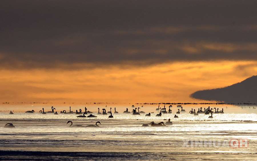 A group of swans rest beside the Qinghai Lake in northwest China's Qinghai Province. (Photo/Xinhua)
