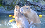 Capybaras Relaxing In Japanese Hot Springs