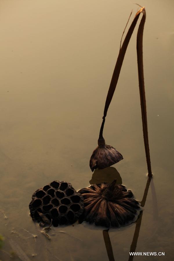 Photo taken on Dec. 3, 2012 shows withered lotus on a lake in Chongqing, southwest China. (Xinhua/Luo Guojia) 