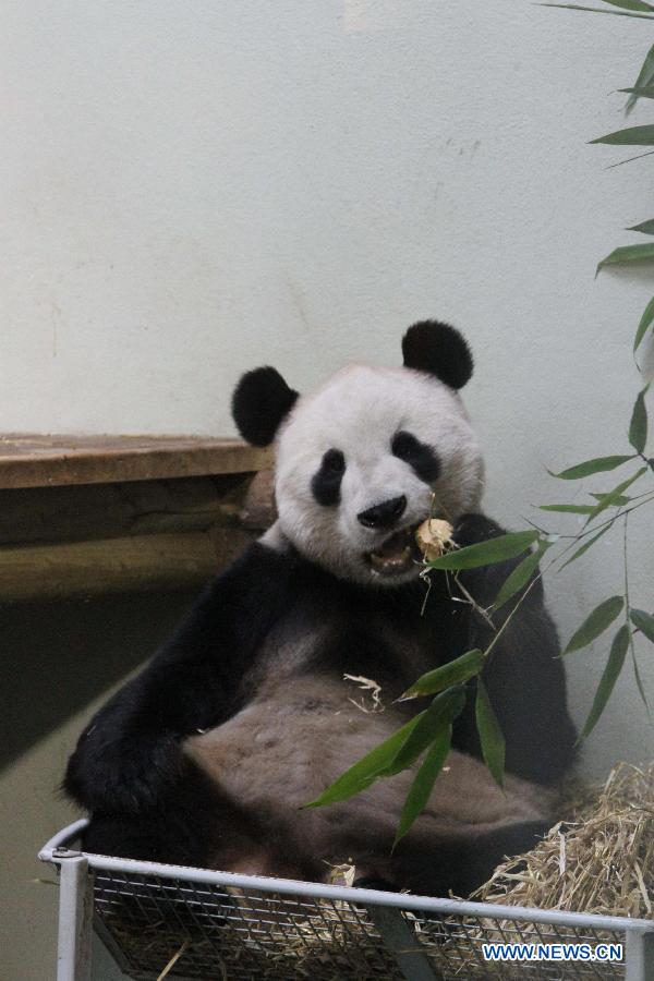 Chinese giant panda Yang Guang tastes cakes in his enclosure at Edinburgh Zoo in Scotland, the United Kingdom, Dec. 4, 2012. .(Xinhua/Guo Chunju)