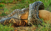 An african python swallows an entire WILDEBEEST