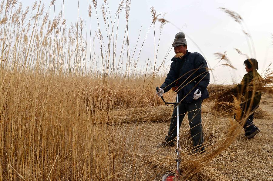 Liu Zhankui (L) and his wife reap reed in Zhanhua County, east China's Shandong Province, Dec. 10, 2012. More than 2000 seasonal workers gathered in the wetland area of the Yellow River Delta from November to harvest reed for extra incomes. The annual output of the reed planting industry in the delta area has reached more than 70 million RMB (11.21 million U.S. dollars) in recent years. (Xinhua/Zhu Zheng) 