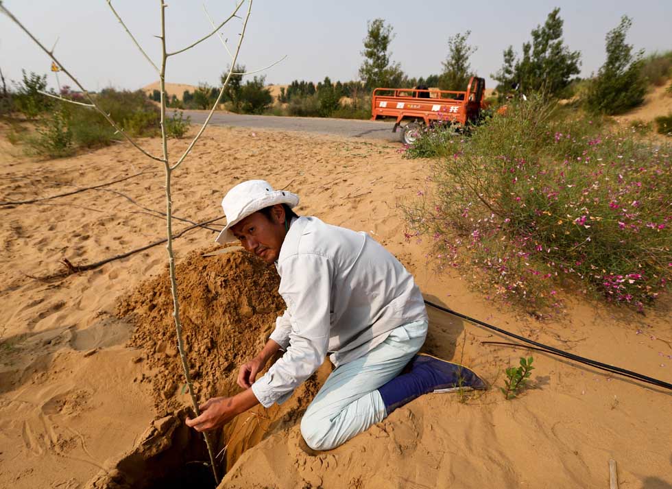 Mase Hiroki plants sapling in Engebei, Ordos, north China's Inner Mongolia Autonomous Region, Aug. 26, 2012.