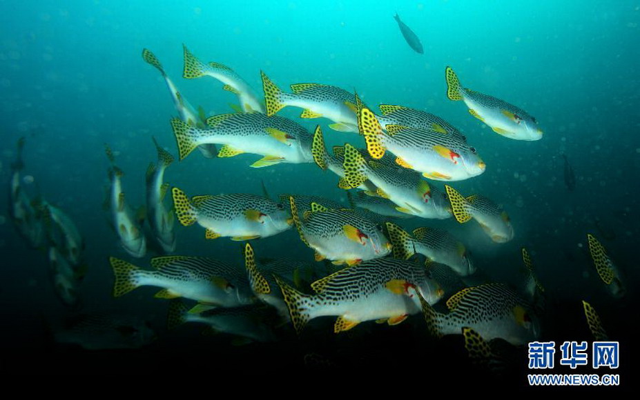 A school of fish swims in waters off the eastern island of Papua, Indonesia on Nov 26, 2012. (Xinhua/Jiang Fan)