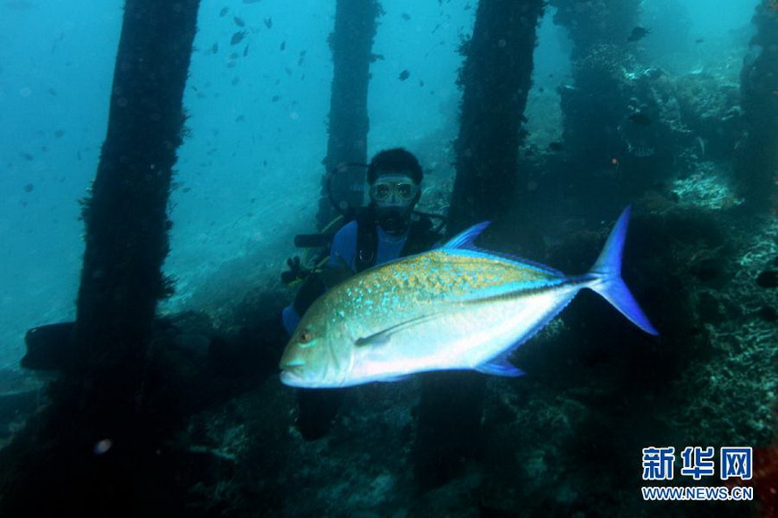 An aquanaut examines a fish swimming in waters off the eastern island of Papua, Indonesia on Nov 26, 2012. (Xinhua/Jiang Fan)