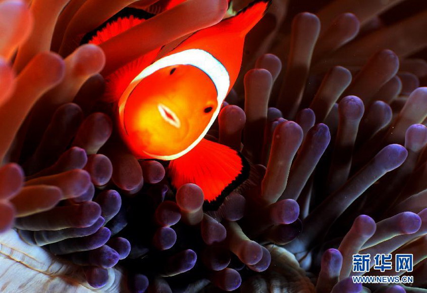 A clown fish swims in waters off the eastern island of Papua, Indonesia on Nov 26, 2012. (Xinhua/Jiang Fan)