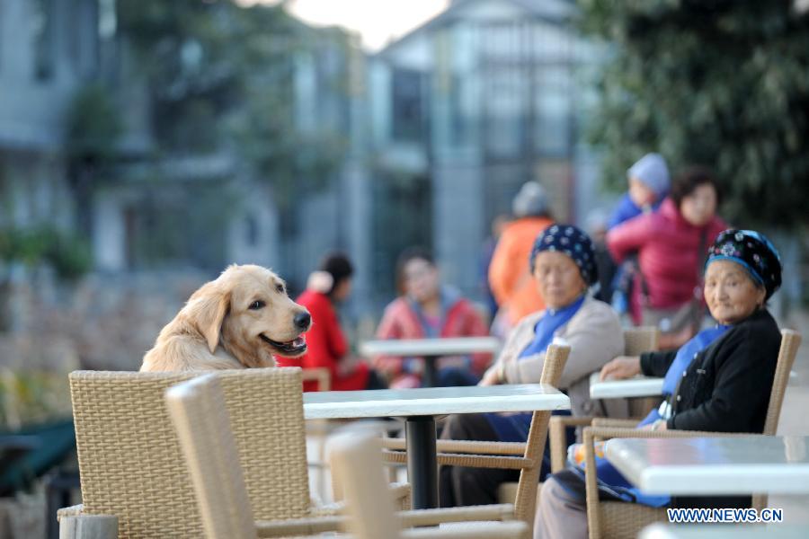 People and pets take rest in Shuanglang County in Dali, southwest China's Yunnan Province, Dec. 11, 2012. (Xinhua/Qin Qing)