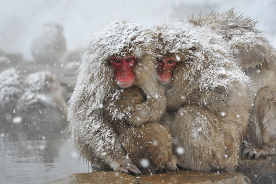 Japanese macaques squat on an open-air hot spring at Jigokudani (Hell's Valley) Monkey Park in the town of Yamanouchi, Nagano prefecture on December 10, 2012. (Xinhua/AFP)
