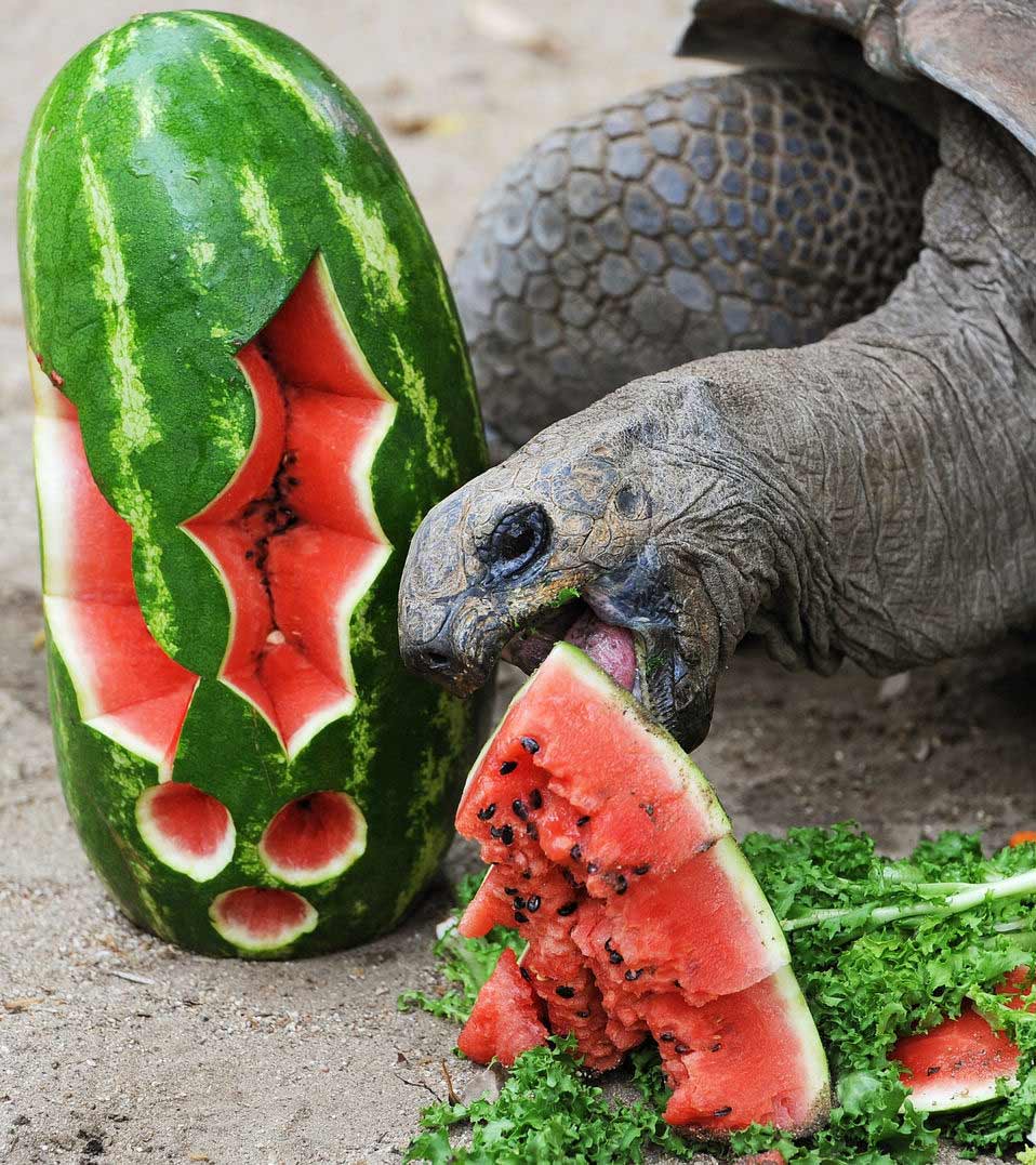 An Aldabra giant tortoise enjoys watermelon at Taronga Zoo in Sydney, Australia on December 14, 2012. (Xinhua/AFP)