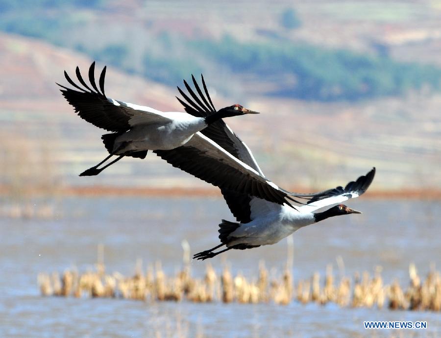 Two black-necked cranes fly over the Nianhu Lake in Huize County of Qujing City, southwest China's Yunnan Province, Dec. 13, 2012. A good many black-necked cranes chose to spend this winter on the wetlands near the lake thanks to the comfortable environment here. (Xinhua/Yang Zongyou) 