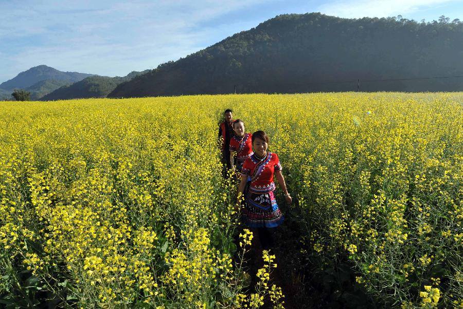 People from ethnic group are seen among the rape flowers in Zhentai Town of Yi-Hani-Lahu Autonomous County of Zhenyuan, southwest China's Yunnan Province, Dec. 17, 2012. (Xinhua/Lin Yiguang) 