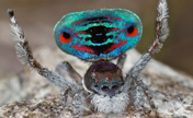Incredible Shots of the Exotic Peacock Spider