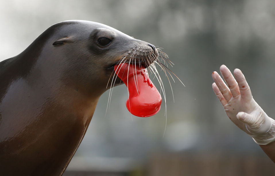 A sea lion receives Christmas treats from their keepers at ZSL Whipsnade Zoo in Whipsnade, near Dunstable in Bedfordshire, England, Dec. 18, 2012.(Xinhua/Wang Lili)