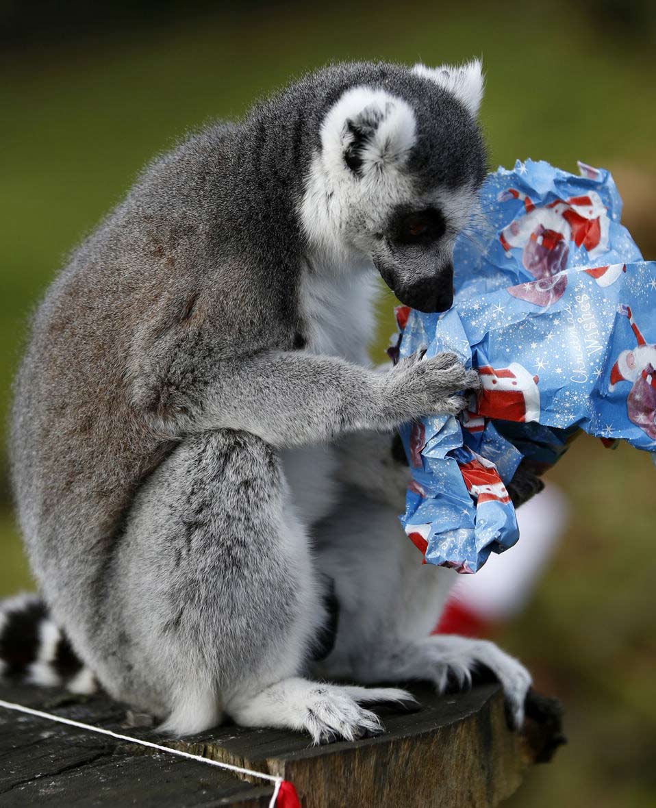 A lemur receives Christmas treats from their keepers at ZSL Whipsnade Zoo in Whipsnade, near Dunstable in Bedfordshire, England, Dec. 18, 2012.(Xinhua/Wang Lili)