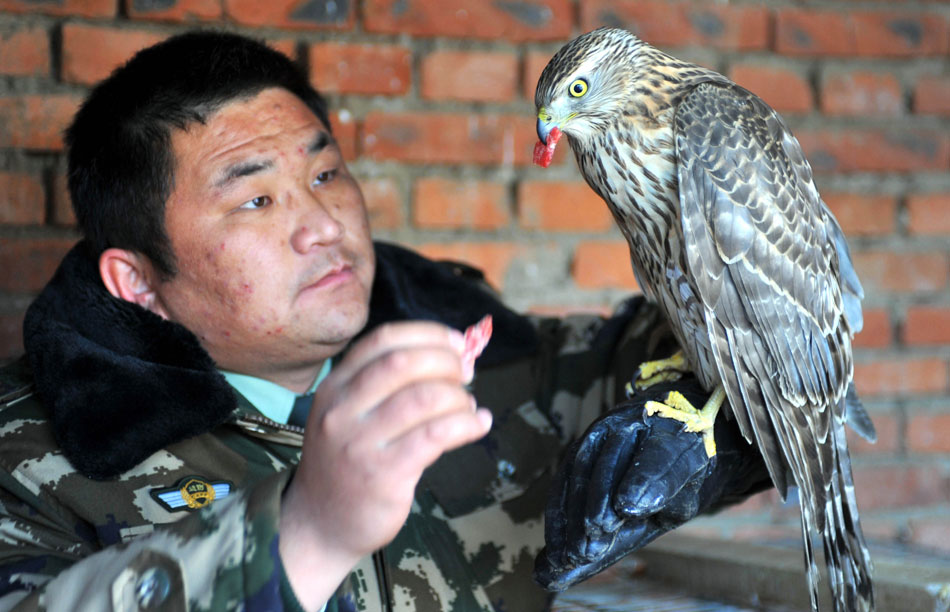 A policeman is feeding an injured eaglet in Xilin Gol League, Inner Mongolia Autonomous Region, Nov. 15, 2012. (Xinhua/Ren Junchuan)