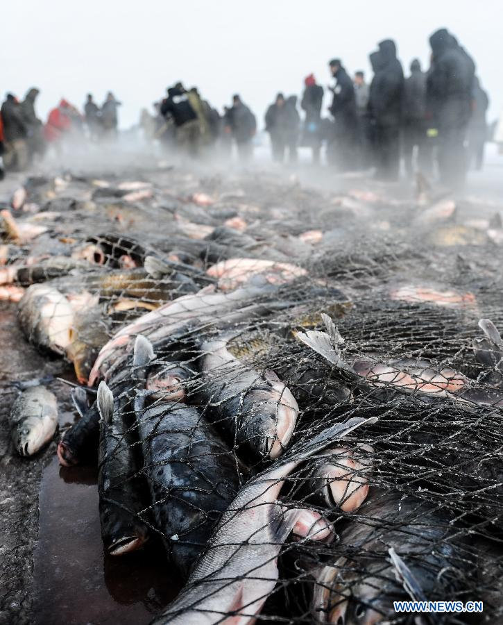 Photo taken on Dec. 24, 2012 shows fish caught by fishmen during an ice fishing festival in Zhenlai County, northeast China's Jilin Province. (Xinhua/Xu Chang) 