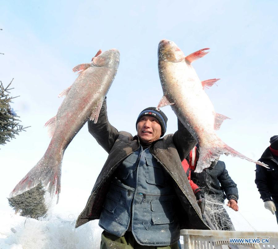 A staff member demonstrates fish caught during a trial fishing in the run-up to a winter fishing festival on the frozen surface of Changling Lake, Harbin, capital of northeast China's Heilongjiang Province, Dec. 24, 2012. Each year, the fishery of Changling Lake turns out 100,000 kilograms of commercial fish. (Xinhua/Wang Song)